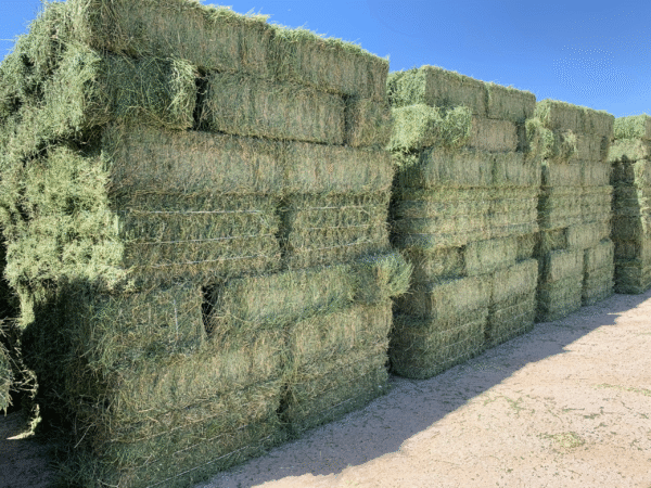 🌿 Premium Hay for Mini Highland Cows – Fresh, Nutritious & Farm-Ready! 🐮